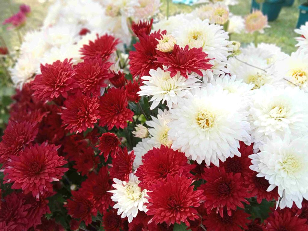 How to Make Your Home Smell Fresh Every Day